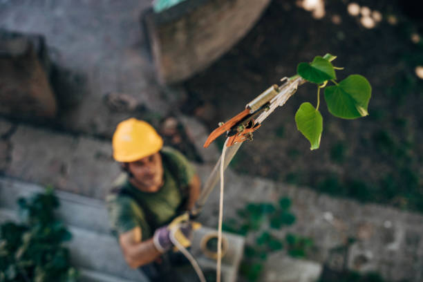 Tree Removal